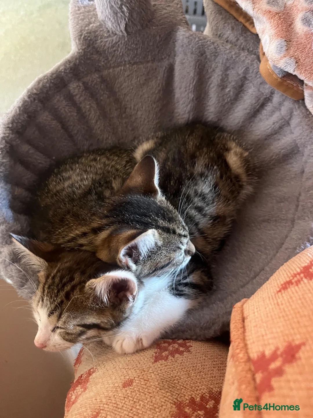Domestic Shorthair cats for adoption: Become a Penny Paws foster homes for cats in need - Advert 15