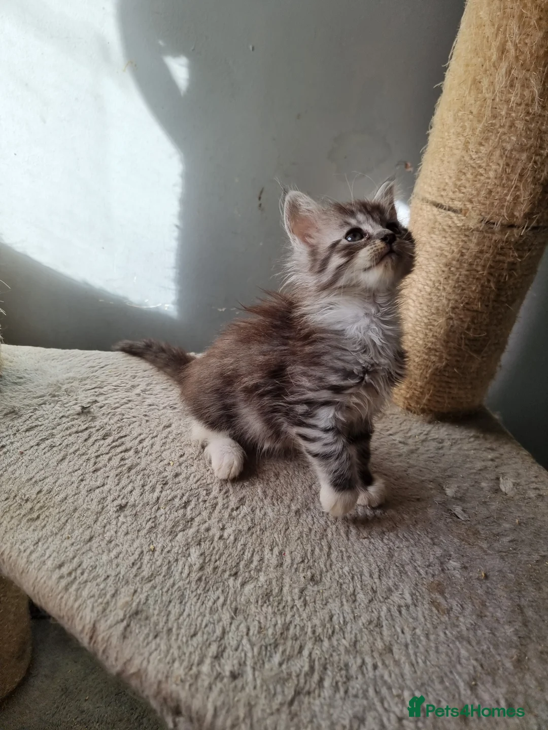 Maine Coon cats for sale: 2 litters of Maine Coon - Advert 33