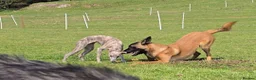 Whippet dogs for sale: KC Registered Small Whippet Puppies  - Advert 10