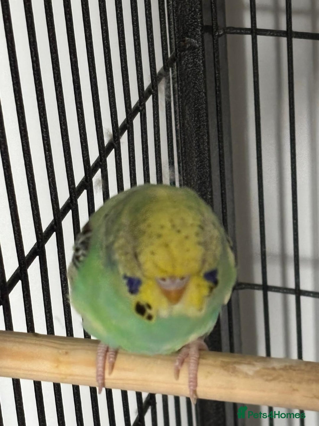 Budgerigars birds for sale: Budgies and cockatiel for sale - Image 6