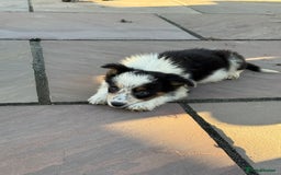Border Collie dogs for sale: 🖤🤍🤎Fabulous Border Collies 🖤🤍🤎 - Image 16