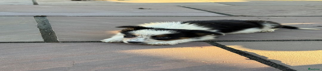 Border Collie Puppy 1