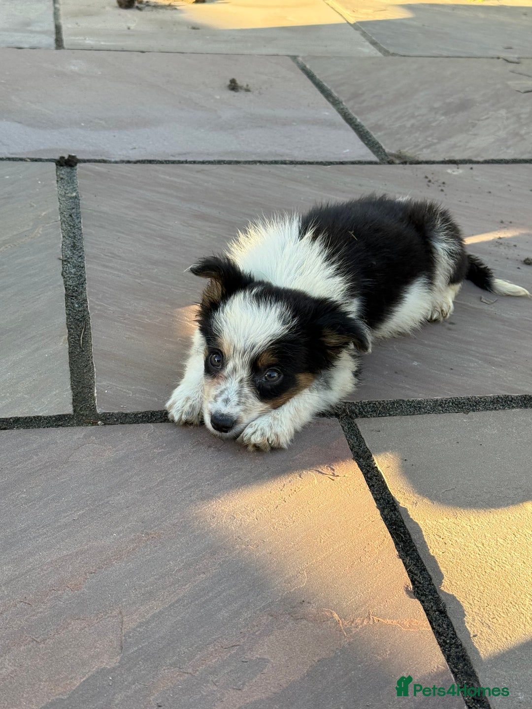 Border Collie dogs for sale: 🖤🤍🤎Fabulous Border Collies 🖤🤍🤎 - Image 16