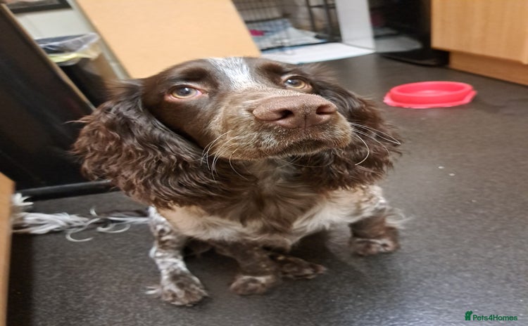 Cocker Spaniel dogs - Advert 15
