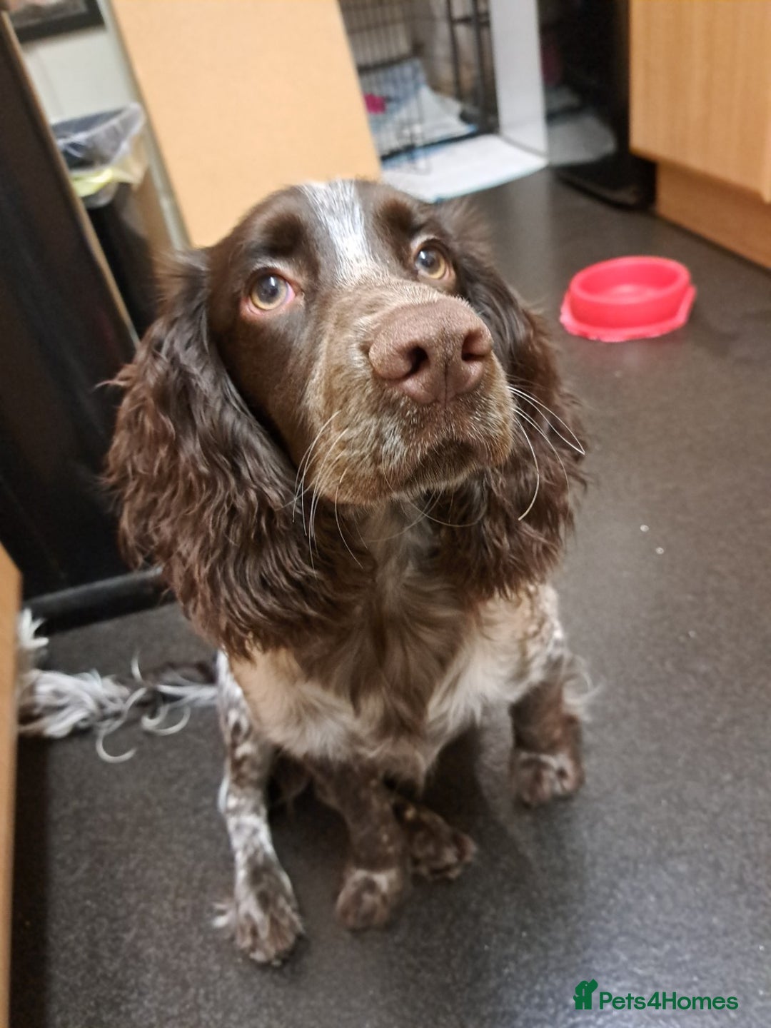 Cocker Spaniel dogs for sale: Male cocker spaniel for rehoming - Image 1