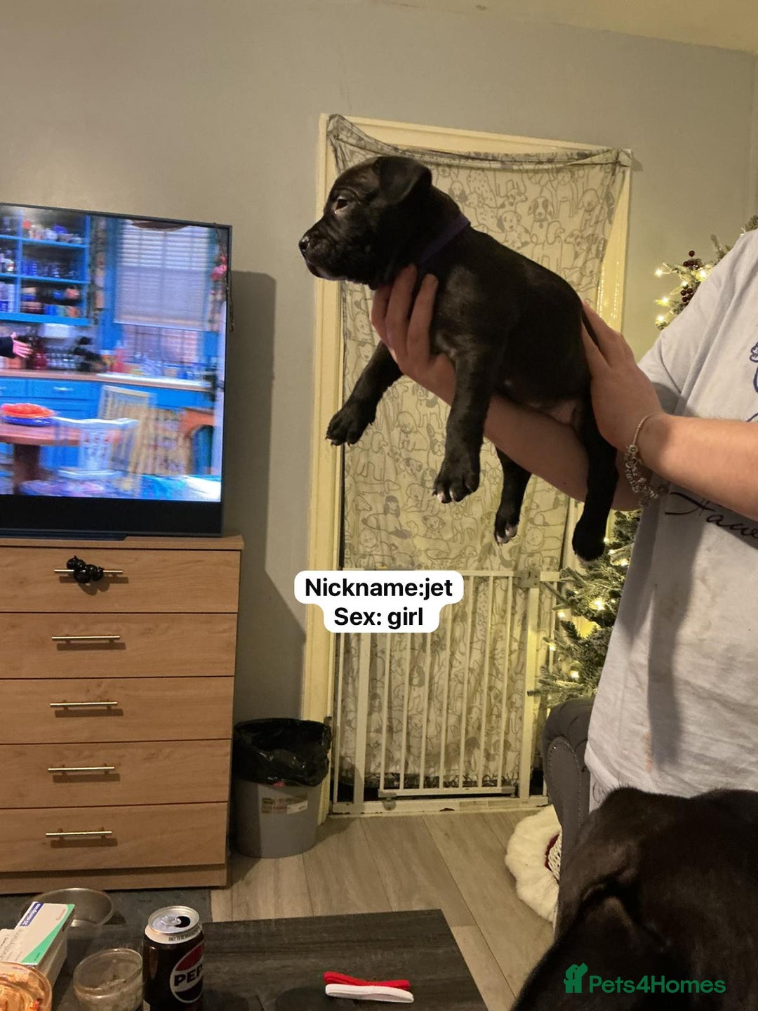 Mixed Breed dogs for sale: Puppies for sale  - Advert 6