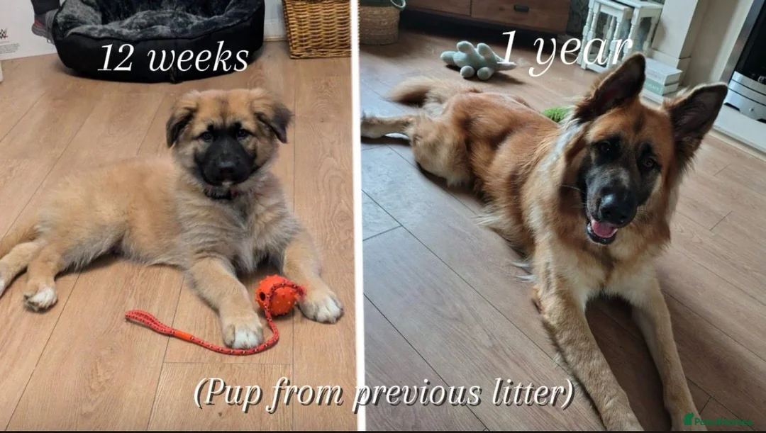 Mixed Breed dogs for sale: Northern Inuit X gsd pups - Advert 12