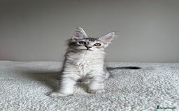 Maine Coon cats for sale: Rare opportunity imported stud  - Image 7