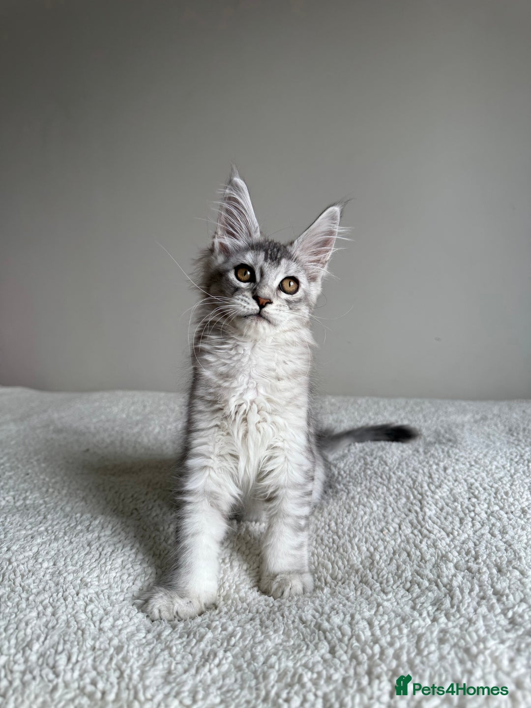 Maine Coon cats for sale: Rare opportunity imported stud  - Image 7