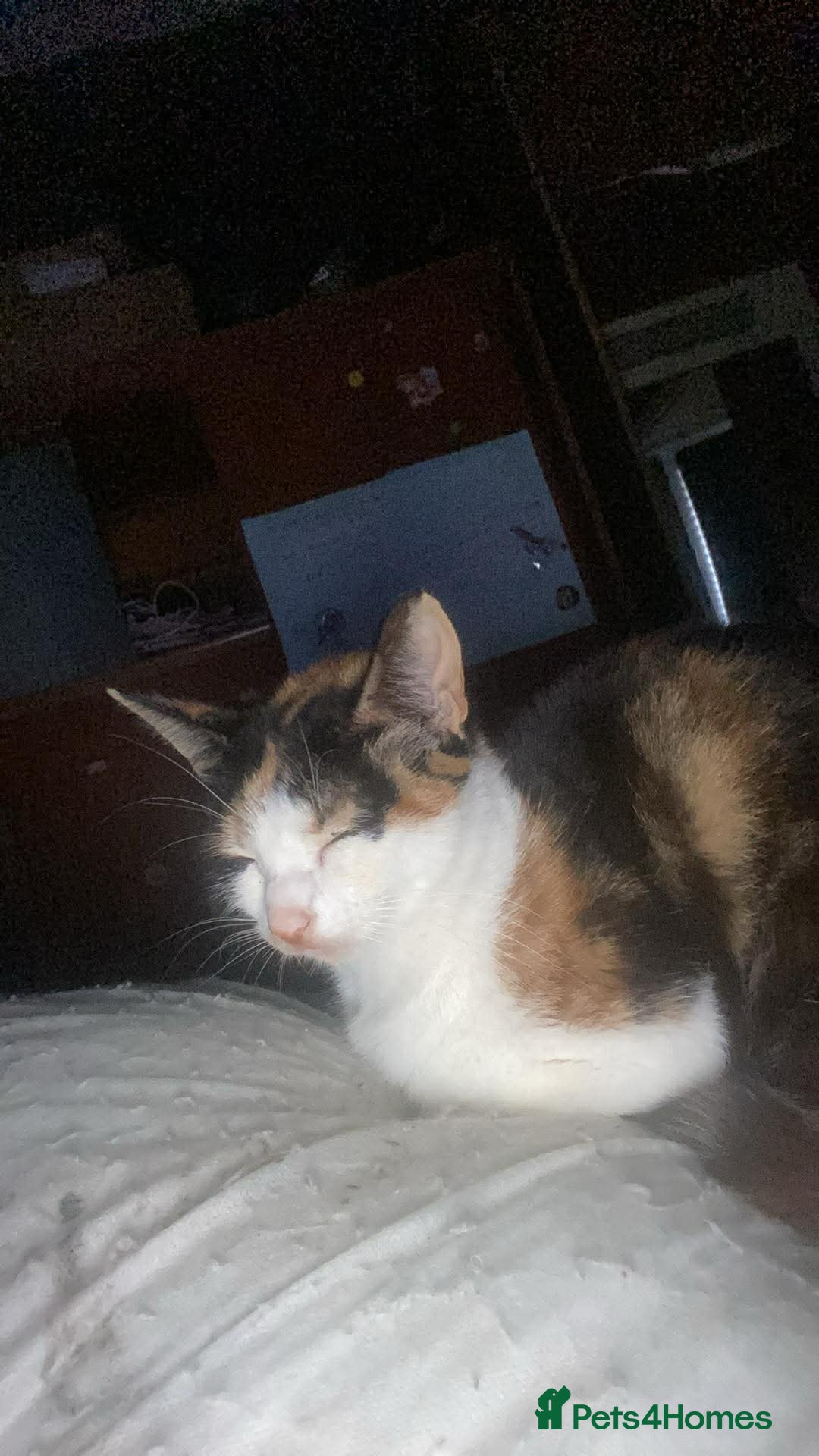 Mixed Breed cats 4 kittens up for sale. - Advert 17