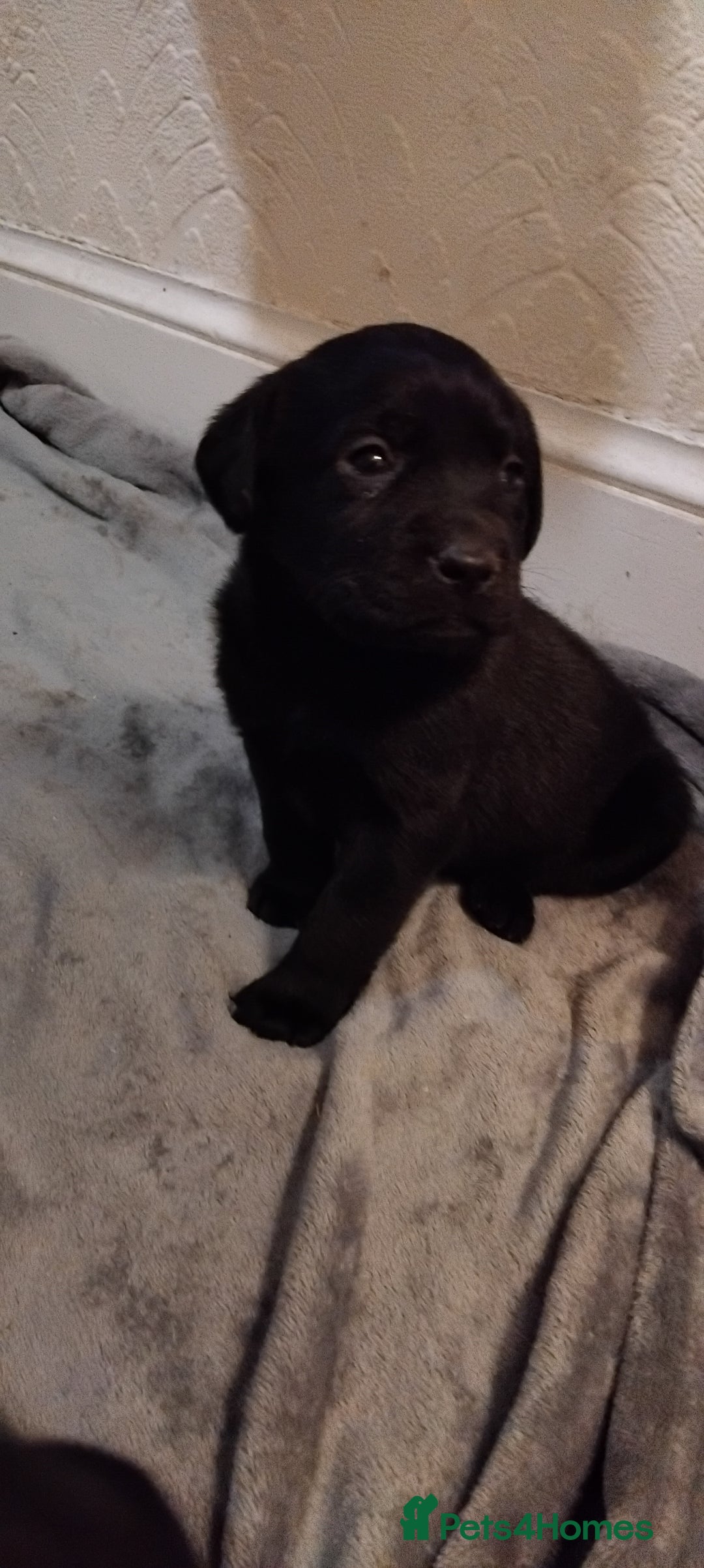 Labrador Retriever dogs for sale: Gorgeous KC registered Labrador puppies  - Advert 9