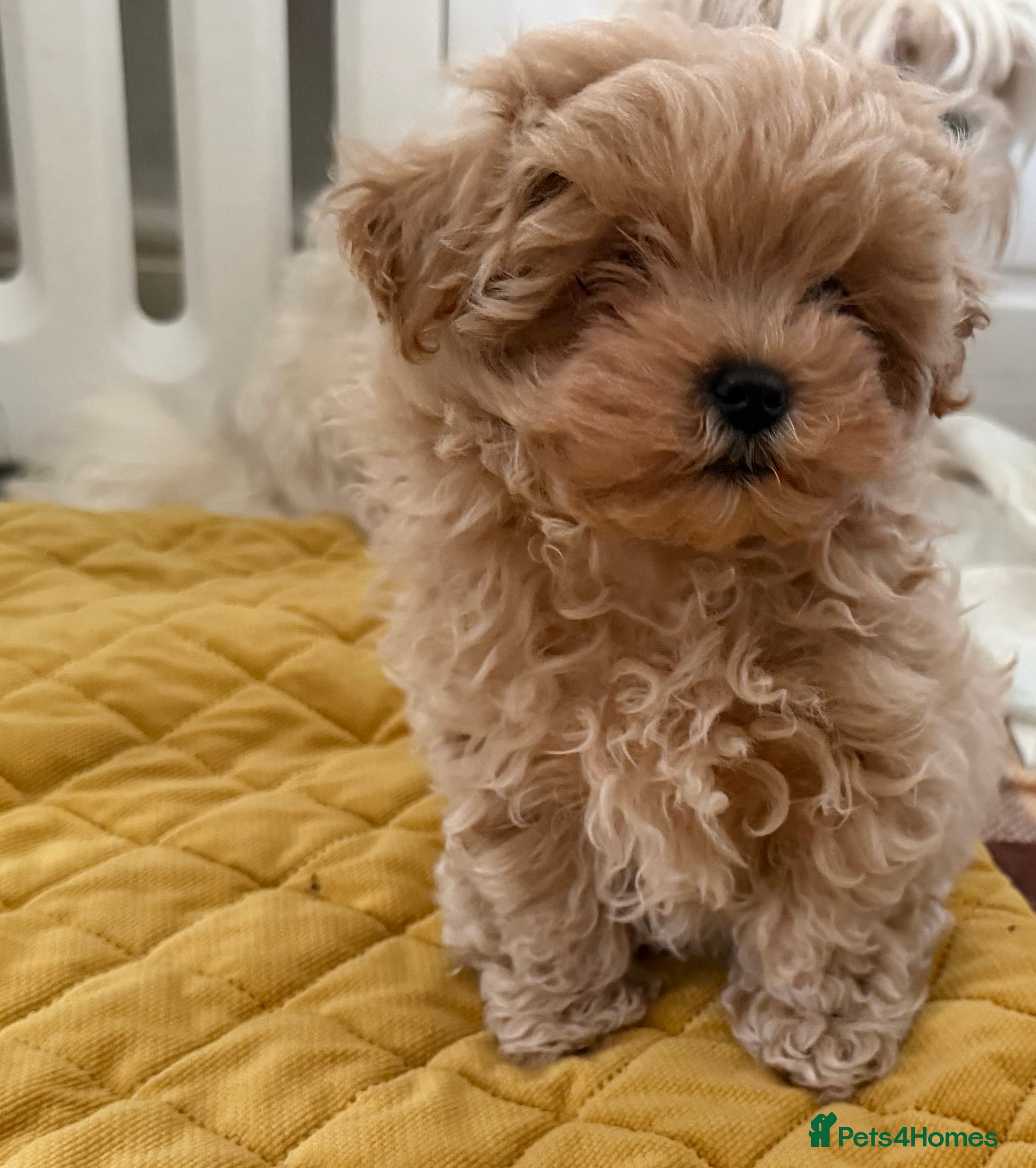 Maltipoo dogs Small Maltipoo puppy’s - Advert 4