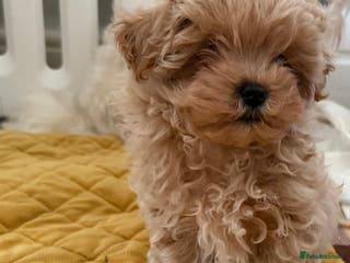 Maltipoo dogs Small Maltipoo puppy’s - Advert 4