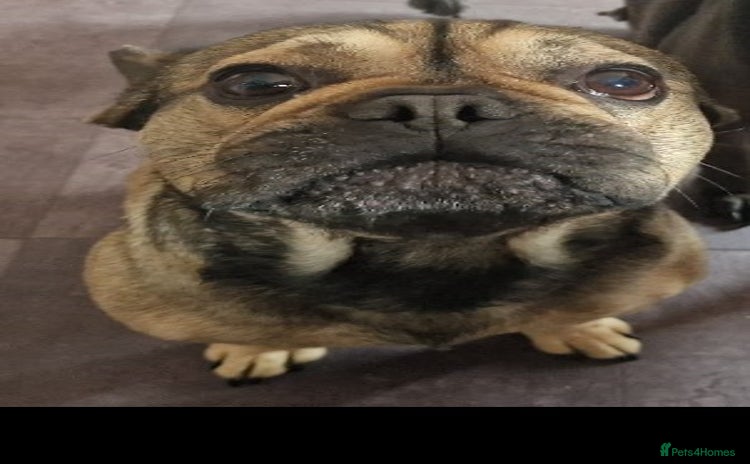 French Bulldog dogs - Advert 15