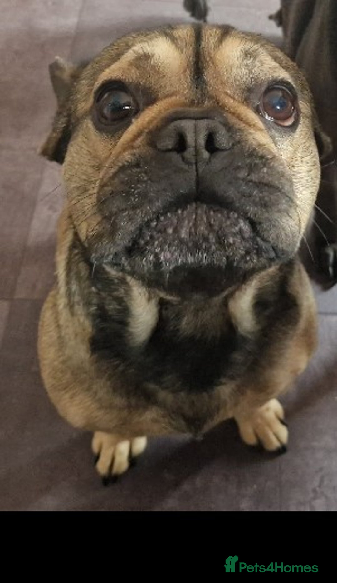 French Bulldog dogs for sale: Frenchie URGENTLY seeking new home  - Image 1