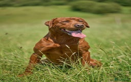 Labrador Retriever dogs for sale: Fox red labradors - Image 12