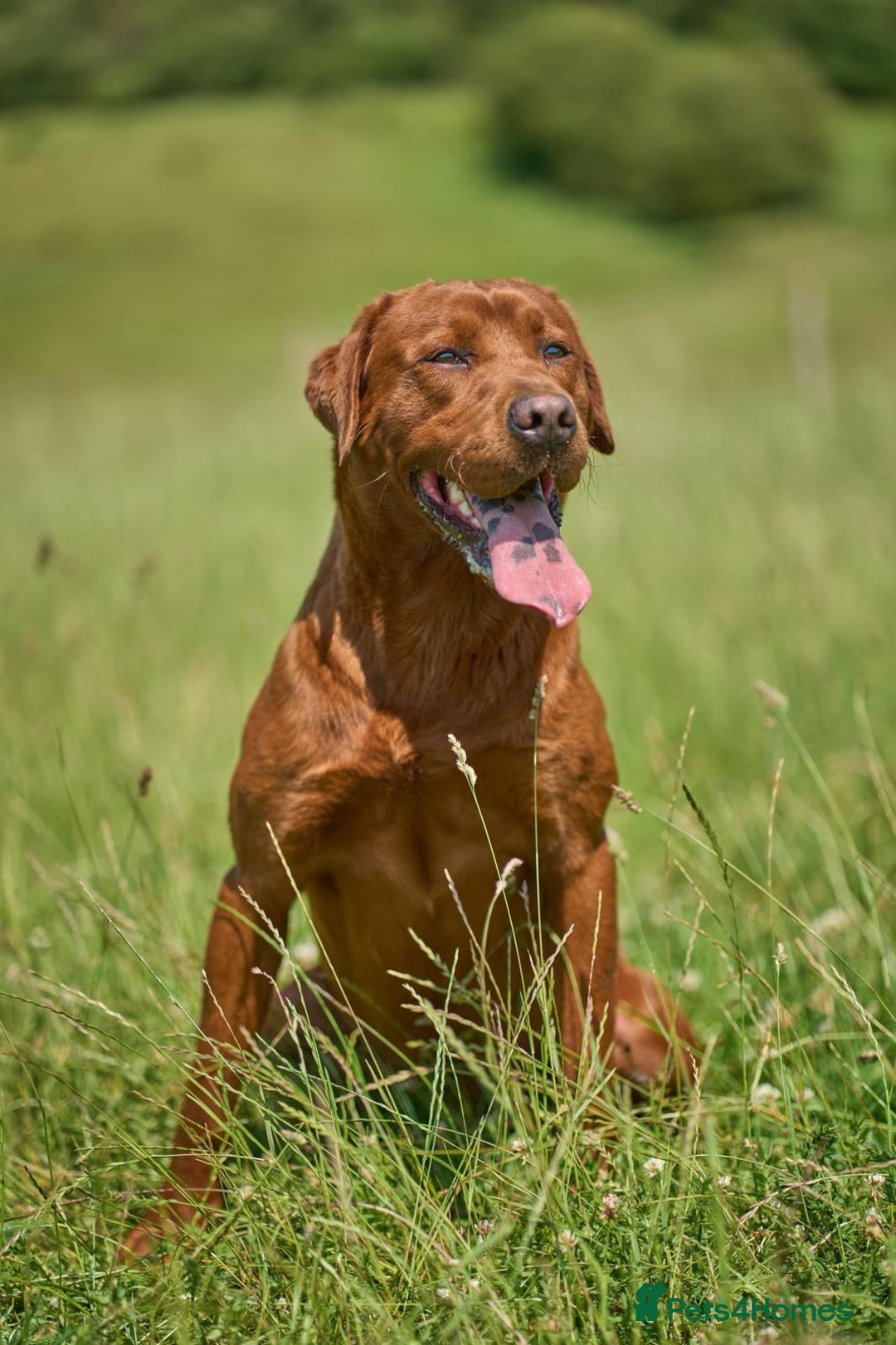 Labrador Retriever dogs for sale: Fox red labradors - Image 12