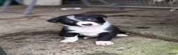 Border Collie dogs for sale: Collie puppies - Advert 3