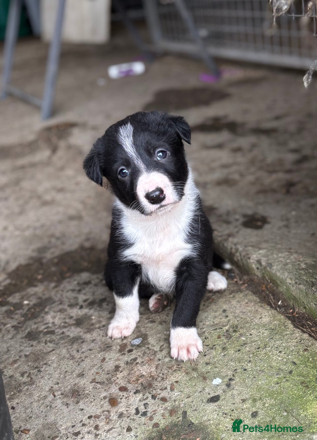 Border Collie dogs for sale: Collie puppies - Advert 3