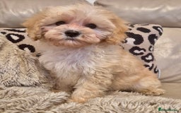 Cavapoochon dogs for sale: F1b RARE MERLE CAVAPOOCHON BOY - Image 5