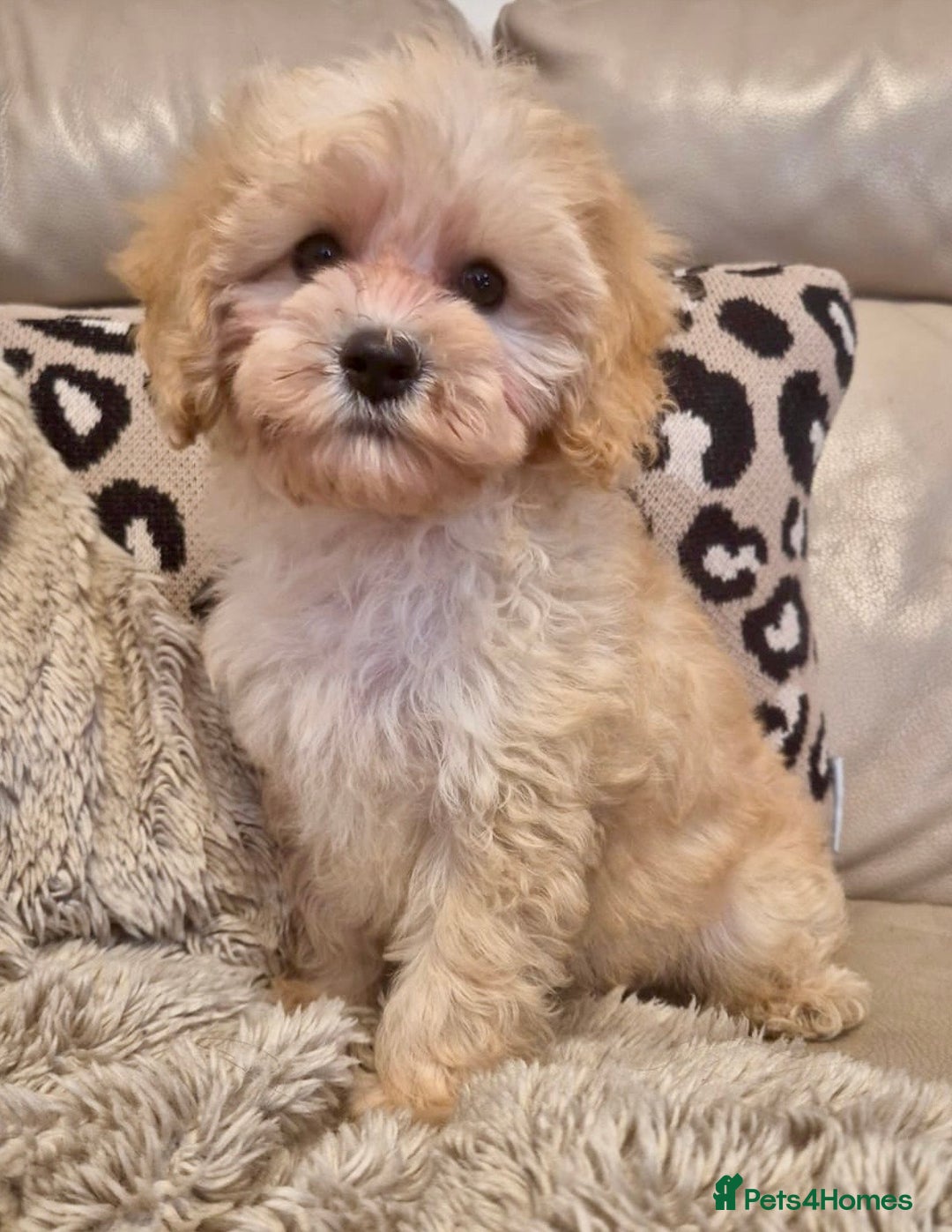 Cavapoochon dogs for sale: F1b RARE MERLE CAVAPOOCHON BOY - Image 5