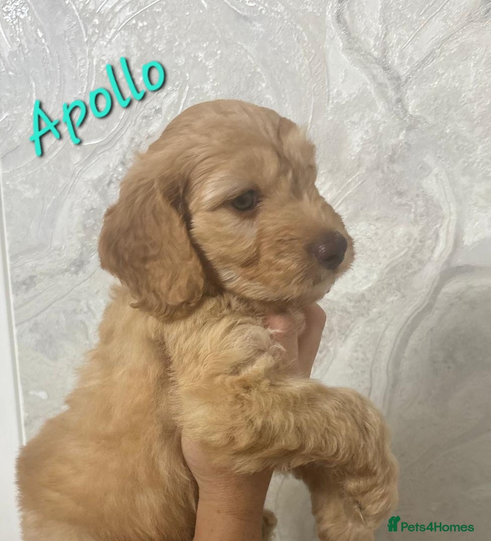 Cockapoo dogs Beautiful Home-Raised F1b toy Cockapoo Puppies  - Advert 12