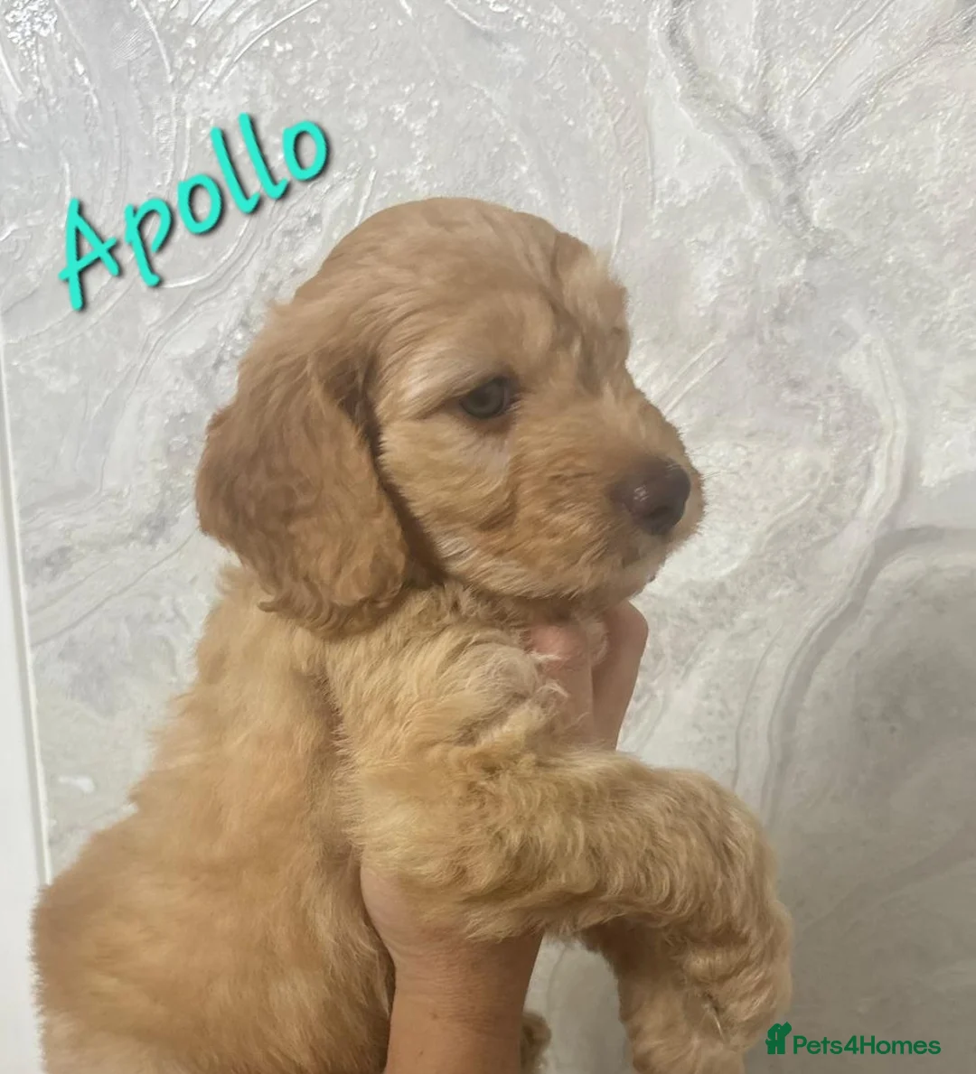Cockapoo dogs for sale: Beautiful Home-Raised F1b toy Cockapoo Puppies  - Advert 2