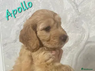 Cockapoo dogs Beautiful Home-Raised F1b toy Cockapoo Puppies - Advert 12