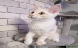 Maine Coon cats for sale: 3 beautiful full pedigree maincoon kittens  - Image 6
