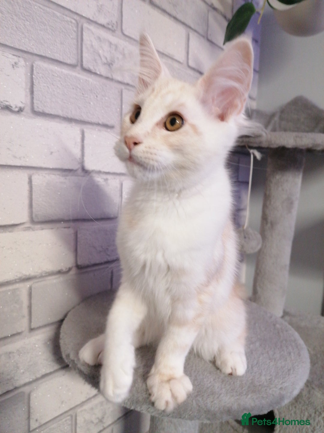 Maine Coon cats for sale: 3 beautiful full pedigree maincoon kittens  - Image 6