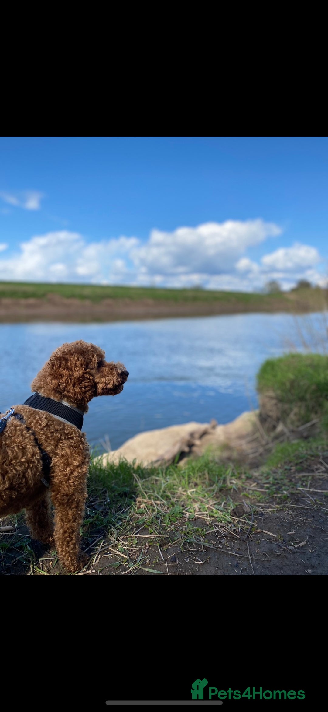 Miniature Poodle dogs for stud: extensively health tested red mini poodle in Swansea - Image 5