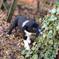 Border Collie dogs 8 week old border collie puppies - Advert 6
