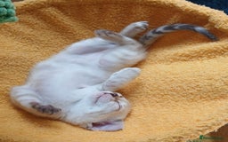 Bengal cats for sale: TICA Family-raised Bengal Kittens Vet Checked - Image 1