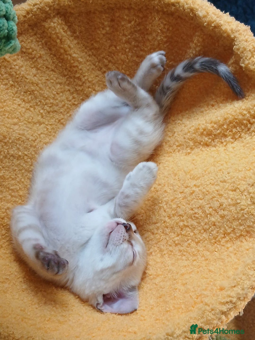 Bengal cats for sale: TICA Family-raised Bengal Kittens Vet Checked - Image 1