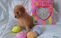Poodle dogs for sale: Red small miniature poodle mum is tiny one 💙left - Image 3