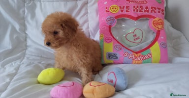 Poodle dogs - Advert 2