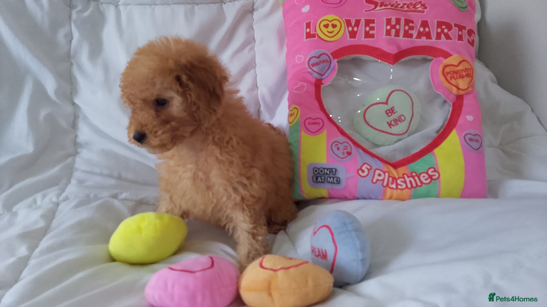 Poodle dogs for sale: Red small miniature poodle mum is tiny one 💙left - Image 3