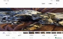 English Setter dogs for adoption: Evo and Rock - Image 3