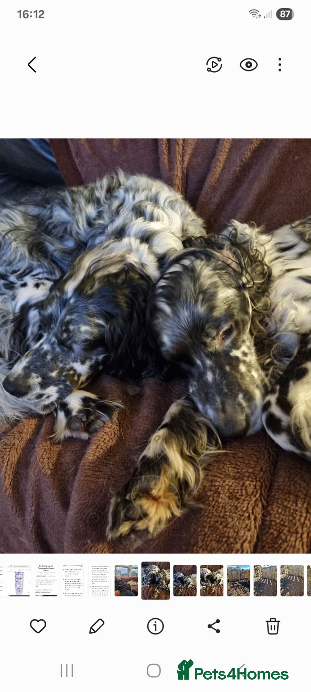 English Setter dogs for adoption: Evo and Rock - Image 3