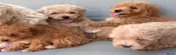 Mixed Breed dogs for sale: Rare Stunning Toy Cavapooshon Family Bred Puppies in Maidstone - Advert 11