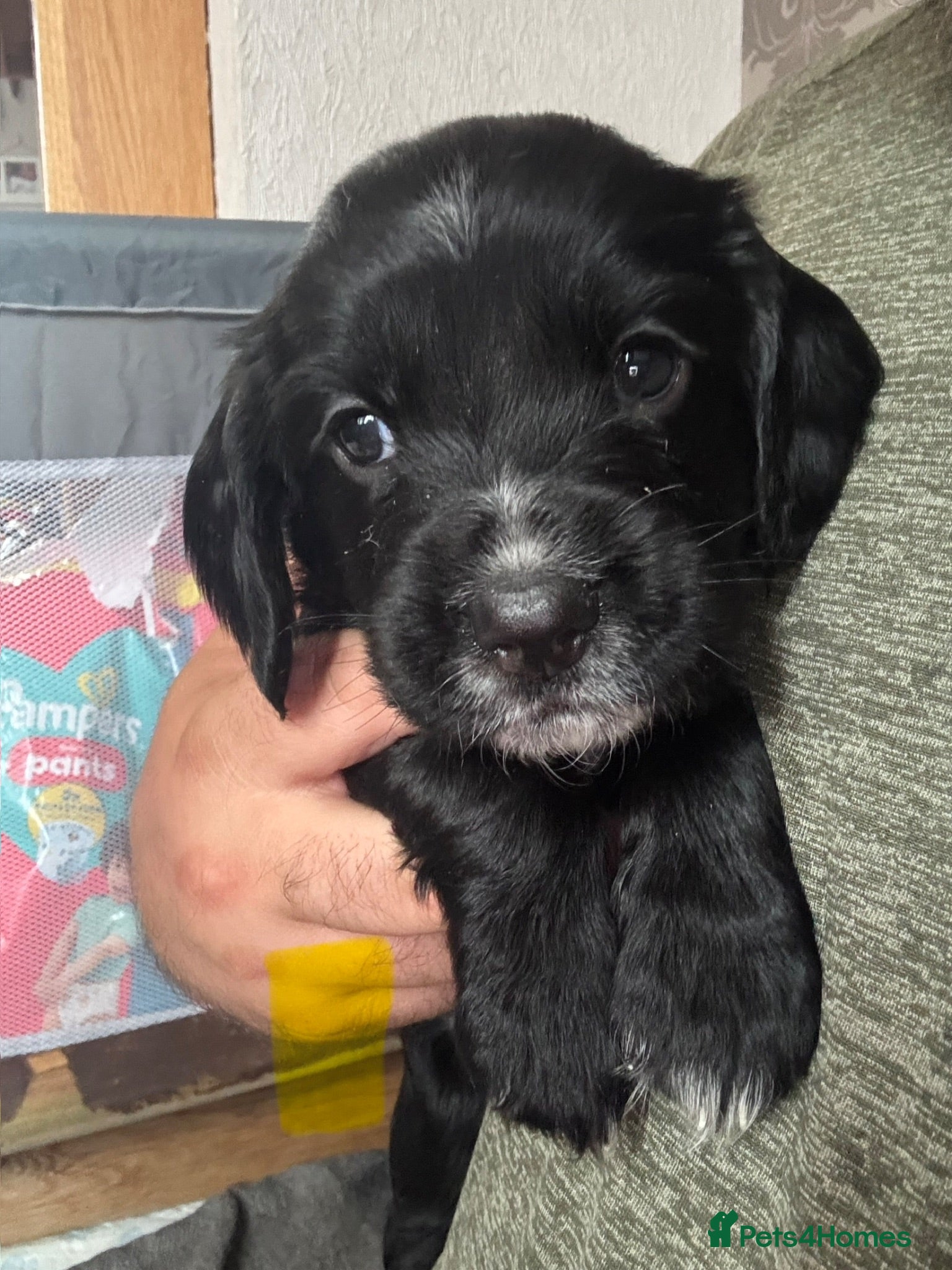 Sprocker dogs Sprocker Puppies for sale - Advert 4