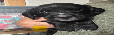 Sprocker 6