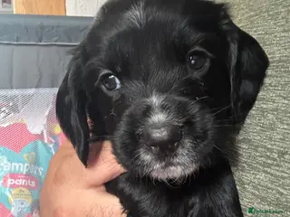 Sprocker dogs Sprocker Puppies for sale - Advert 2