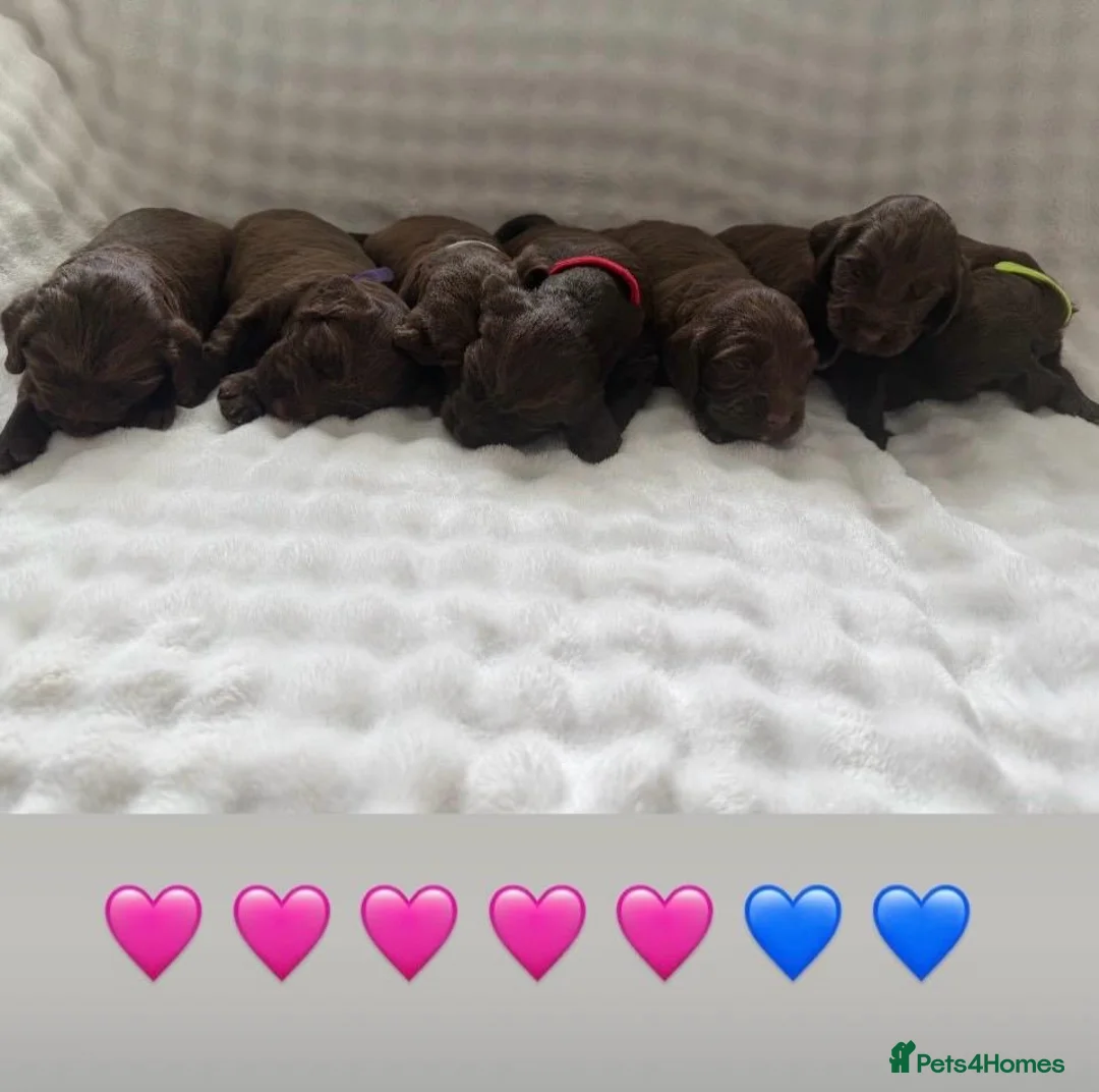 Cocker Spaniel dogs for sale: Puppys for sale in Ashford - Advert 2