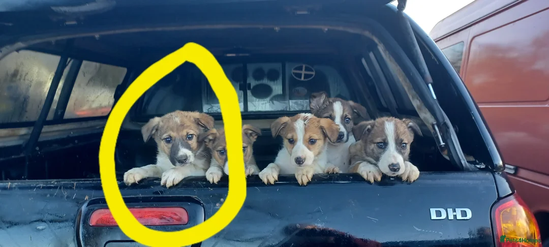 Border Collie dogs for sale: Collie puppies for sale ONLY BOYS AVAILABLE - Advert 23