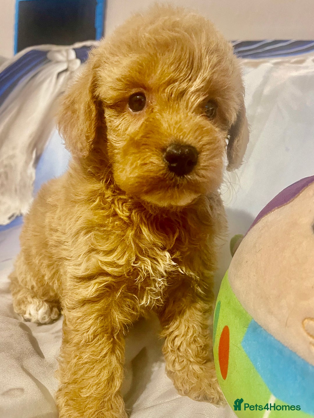 Cavapoo dogs for sale: Red cavapoo’s - Image 6