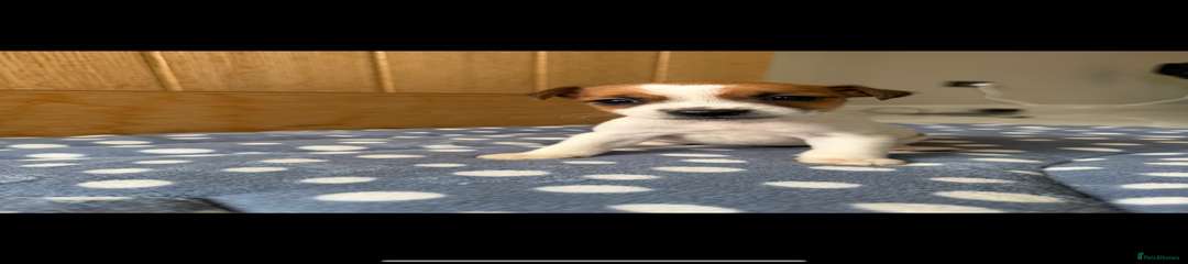 Jack Russell Puppy 1