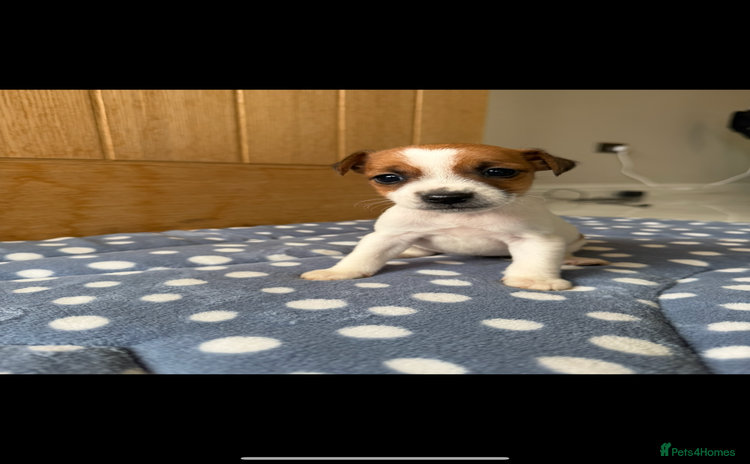 Jack Russell dogs - Advert 1