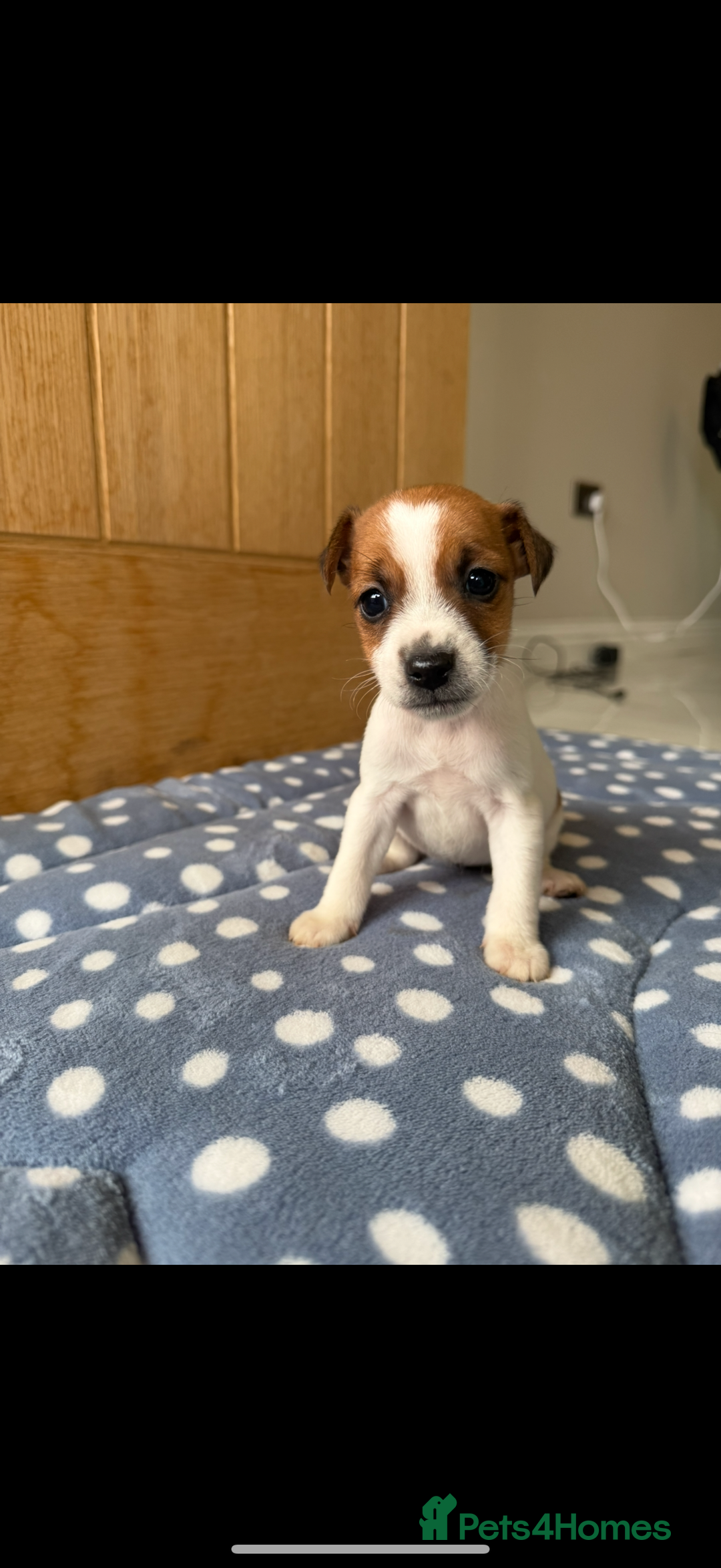 Jack Russell dogs for sale: Minature Jack Russell pups - Image 1