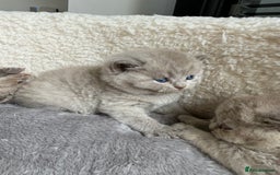 British Shorthair cats for sale: Champions bloodline British Shorthair Kittens! 🐾  - Image 4